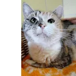 Kot do adopcji, Wrocław, 29 stycznia 2025