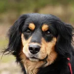 Pies do adopcji, Nowodwór, 3 lutego 2025