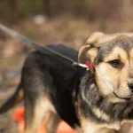 Pies do adopcji, Nowodwór, 3 lutego 2025