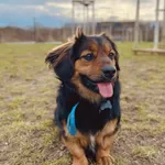 Pies do adopcji, Szczecin, 3 lutego 2025