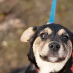 Pies do adopcji, Nowodwór, 3 lutego 2025