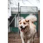 Znaleziono psa, Białystok, 17 stycznia 2025