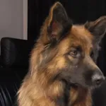 Zaginęły 2 suki rasy owczarek niemiecki długowłosy - XENIA i BAILEYS 