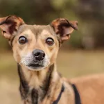 Pies do adopcji, Nowodwór, 3 lutego 2025