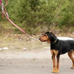 Pies do adopcji, Nowodwór, 3 lutego 2025