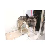 Znaleziono psa, Białystok, 2 lutego 2025