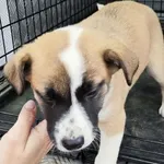 Znaleziono psa, Radom, 2 lutego 2025