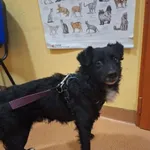 Piesek znaleziony w Koziegłowach