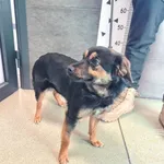 Znaleziono psa, Chełmek, 5 lutego 2025