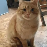 Znaleziono kota, Janów, 5 lutego 2025