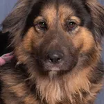 Pies do adopcji, Gdańsk, 5 lutego 2025