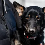 Znaleziono psa, Racławice, 30 stycznia 2025