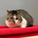 Kot do adopcji, Olsztyn, 3 sierpnia 2024