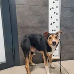 Znaleziono psa, Chełmek, 5 lutego 2025