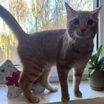 4624/16/25 Ajrisz  - data przyjęcia - 6.02.2025 przebywa w domu tymczasowym