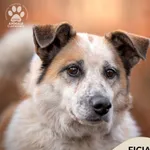 Pies do adopcji, Gdynia, 6 lutego 2025