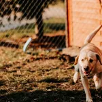 Frodo 616093902446777