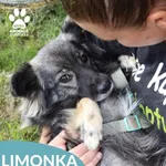 Znaleziono psa, Dąbrówka, 9 października 2026