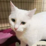 Kot do adopcji, Gdynia, 7 lutego 2025