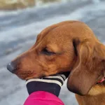 Znaleziono psa, Żywiec, 6 lutego 2025