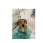 Znaleziono psa, Białystok, 6 lutego 2025