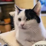 Kot do adopcji, Gdynia, 7 lutego 2025