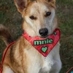 Pies do adopcji, Grudziądz, 22 stycznia 2025