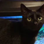 Zaginął kot, Łódź, 6 lutego 2025