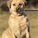 Pies do adopcji, Pieczyska, 6 lutego 2025