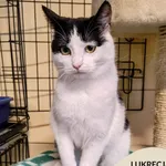 Kot do adopcji, Gdynia, 7 lutego 2025