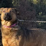 Pies do adopcji, Pieczyska, 6 lutego 2025