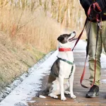 Znaleziono psa, Sosnowiec, 7 lutego 2025