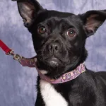 Pies do adopcji, Gdańsk, 19 stycznia 2025