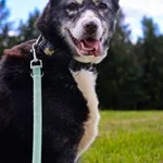 Pies do adopcji, Grudziądz, 21 stycznia 2025