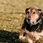 Pies do adopcji, Czartki, 6 lutego 2025