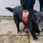 Pies do adopcji, Racławice, 5 lutego 2025