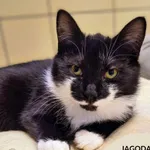 Kot do adopcji, Gdynia, 7 lutego 2025