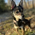 Pies do adopcji, Żywiec, 6 lutego 2025