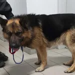 Znaleziono psa, Lublin, 7 lutego 2025