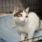 Znaleziono kota, Sosnowiec, 5 lutego 2025