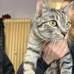 Znaleziono kota, Toruń, 5 lutego 2025