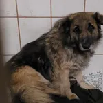 Znaleziono psa, Toruń, 2 lutego 2025