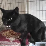 Znaleziono kota, Toruń, 4 lutego 2025