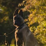 Pies do adopcji, Kraków, 24 stycznia 2025