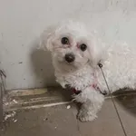 Znaleziono psa, Toruń, 2 lutego 2025