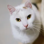 Kot do adopcji, Sosnowiec, 24 listopada 2024