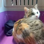 Znaleziono kota, Toruń, 6 lutego 2025