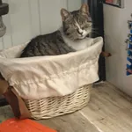 Zaginął kot, Gdańsk, 8 lutego 2025