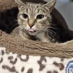 Kot do adopcji, Szczecin, 10 października 2024