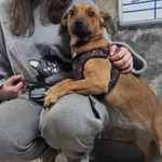 Znaleziono psa, Toruń, 7 lutego 2025